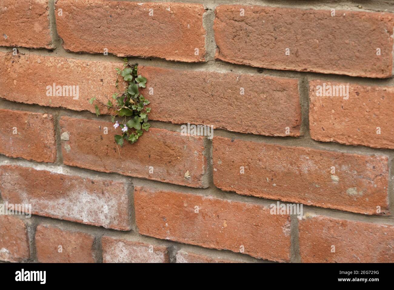 Ich werde überleben, Naturen listigen Plan, um in einer von Menschen geschahen Umgebung zu gedeihen. Pflanze wächst in einem Riss in einer Wand. Stockfoto
