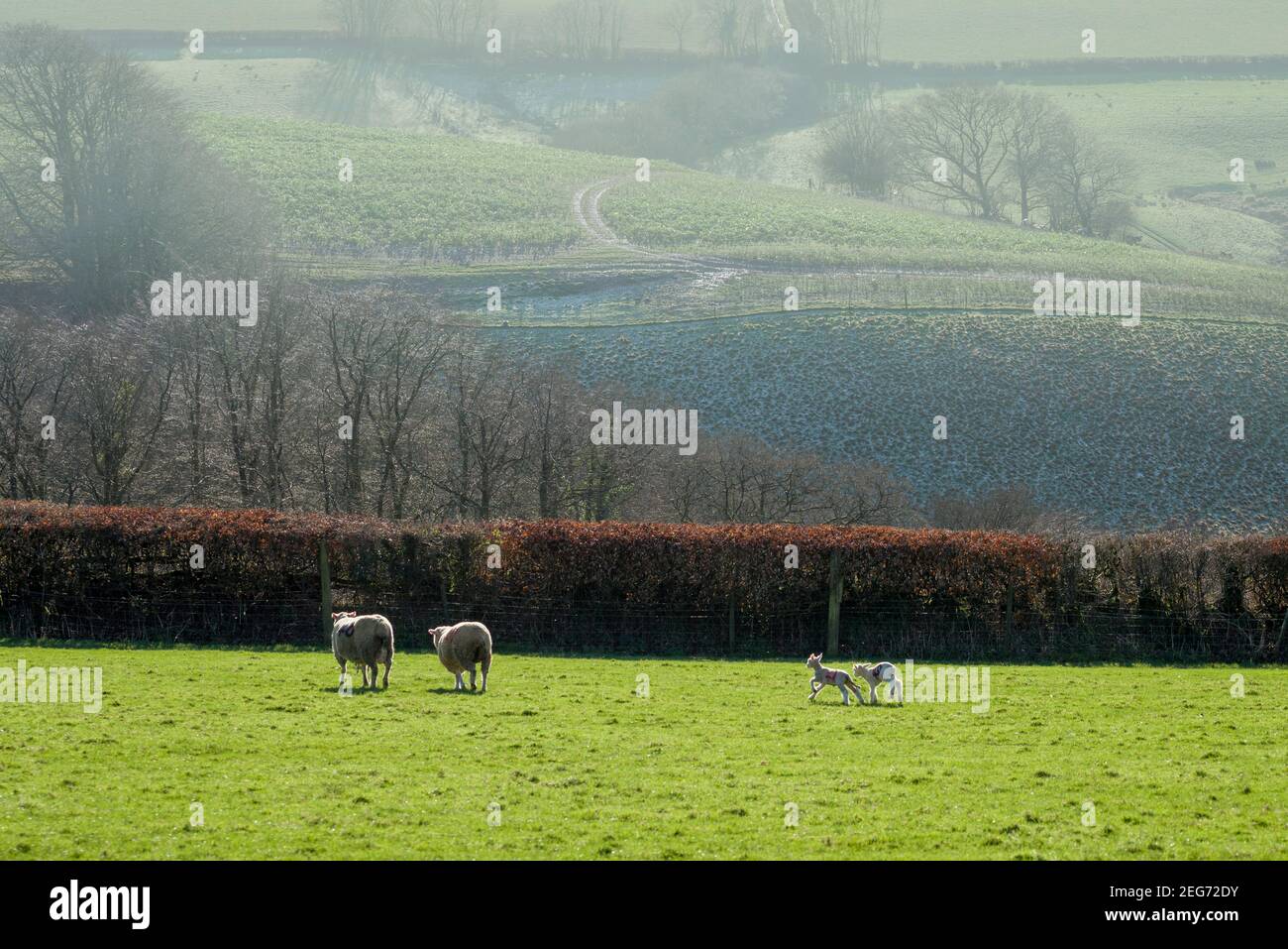 Zwei Lämmer spielen im Januar neben ihren Müttern auf einem Feld in der Nähe von Bampton, Devon, England. Stockfoto