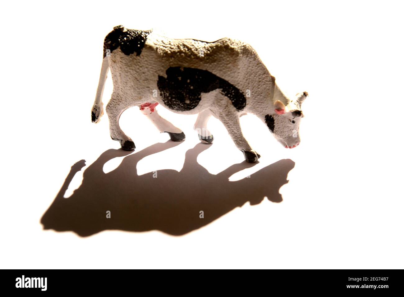Kuh weidet unter hellem Licht mit Schatten auf weißem Hintergrund und bietet einzigartige Sichtbarkeit und Details Stockfoto