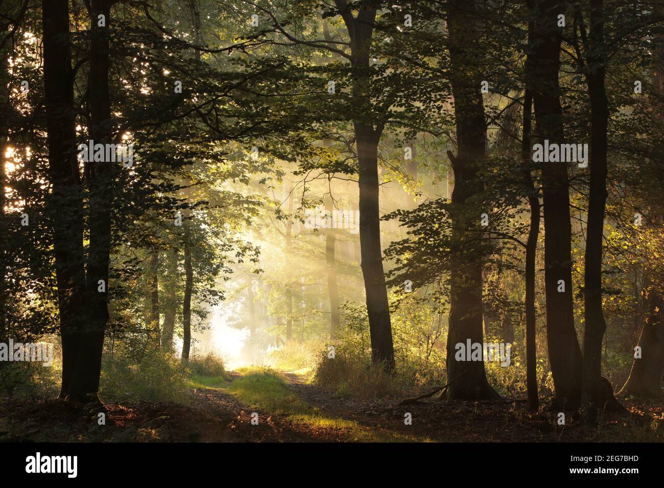 Eichen hinterleuchtet von der aufgehenden Sonne in einem nebligen Herbstwald Stockfoto