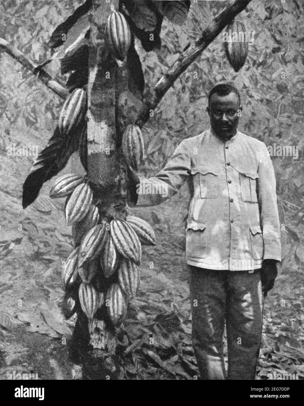 Foto des frühen 20th. Jahrhunderts von einem Mann, der daneben steht Ein Kakaobaum in Trinidad um 1920 während der Zeit Als die Insel eine britische Kolonie war Stockfoto