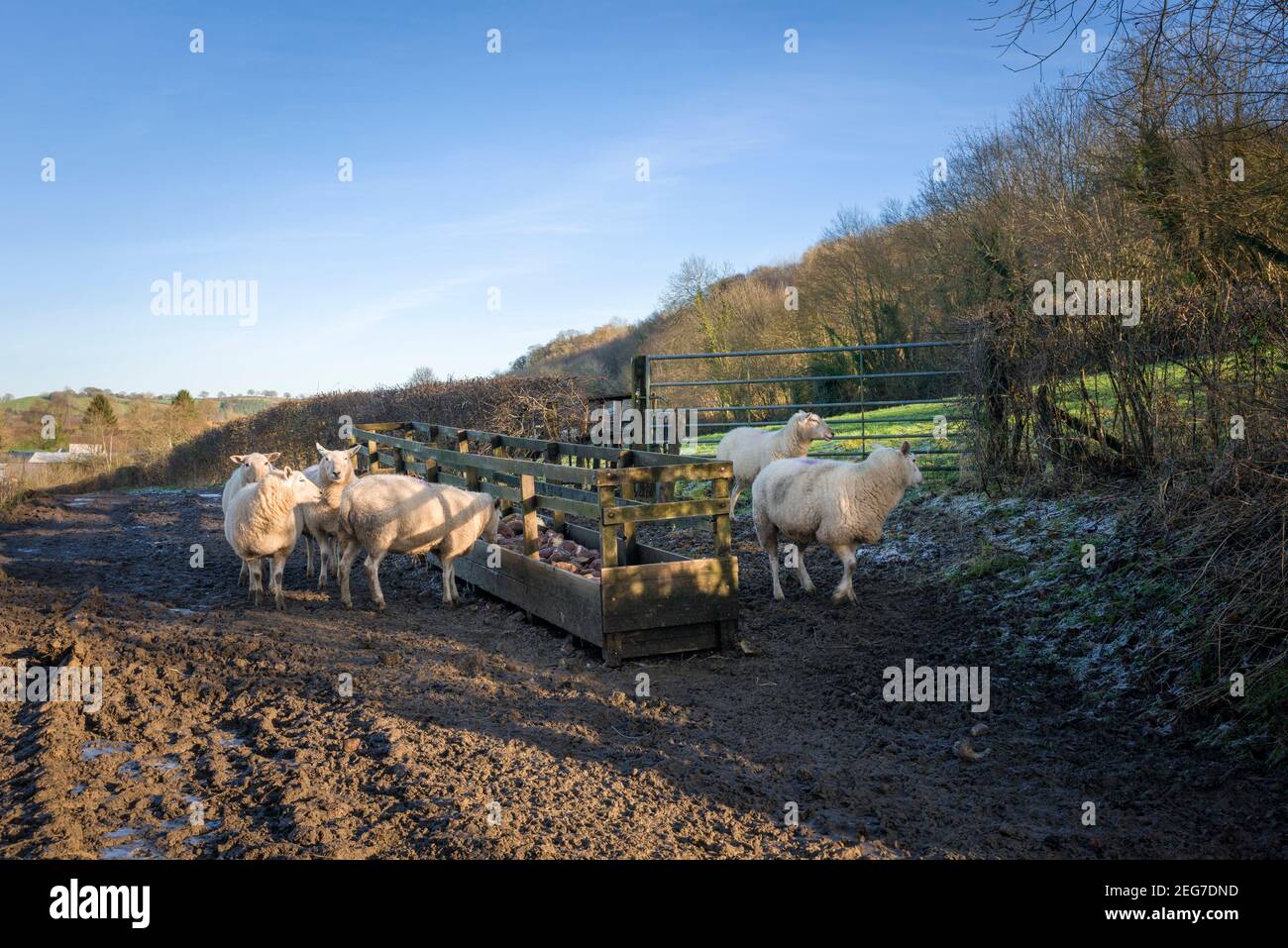 Schafe füttern aus einem Trog im Winter in der Nähe von Bampton, Devon, England. Stockfoto