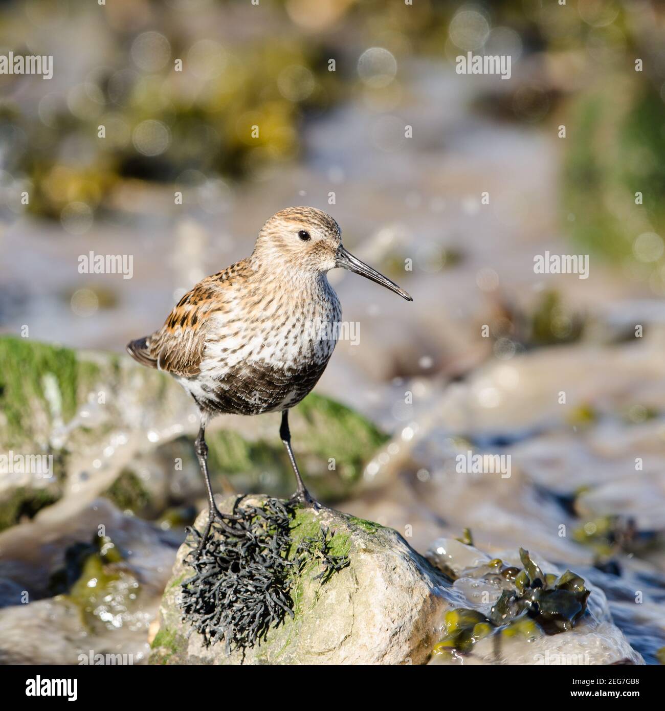 Dunlin an einer Mündung Schlammflats. Quadratisches Format. Stockfoto