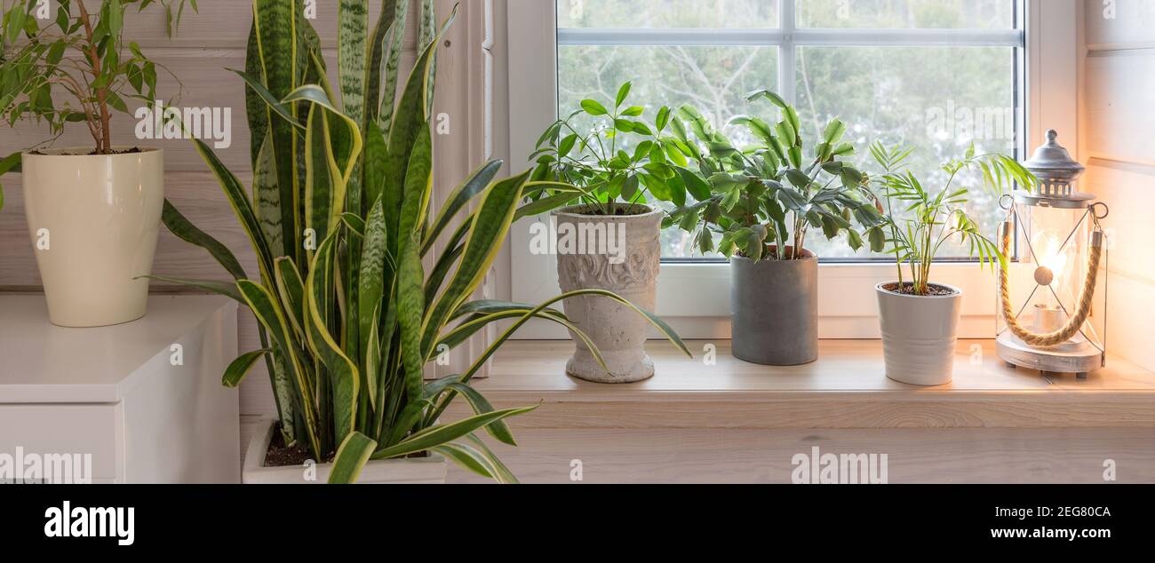 Gruppe von Zimmerpflanzen auf weißem Holzfenster in einem Zimmer im skandinavischen Stil. Wohndekoration Lifestyle Stockfoto