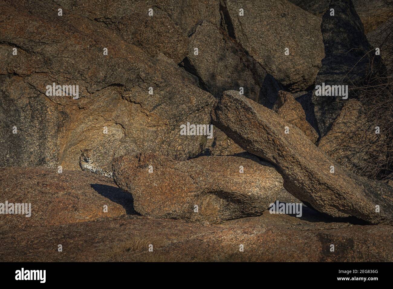 Mein Zuhause Meine Domain - Indian Leopard Stockfoto