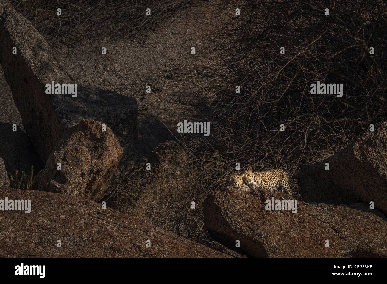 Mein Zuhause Meine Domain - Indian Leopard Stockfoto