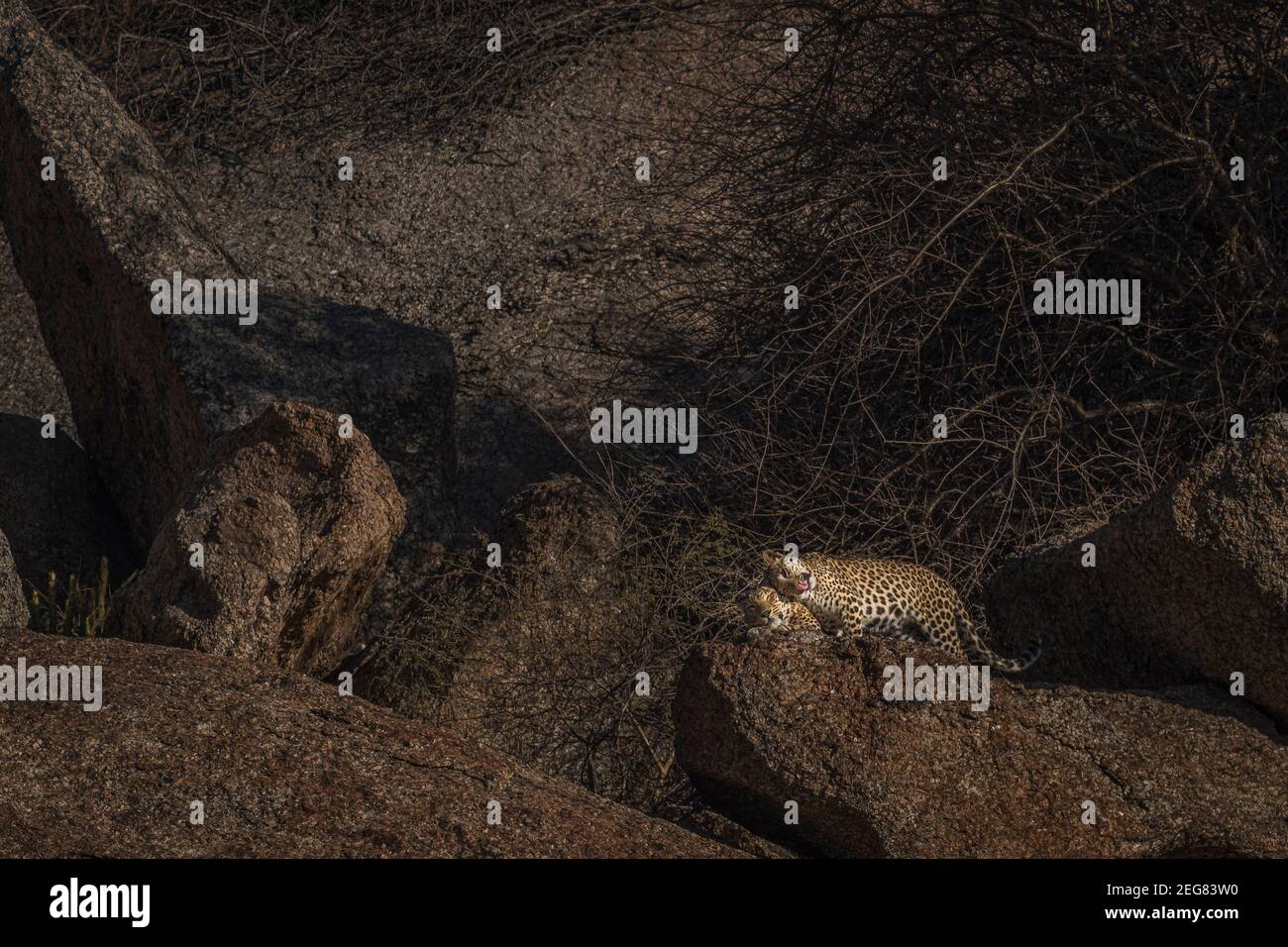 Mein Zuhause Meine Domain - Indian Leopard Stockfoto