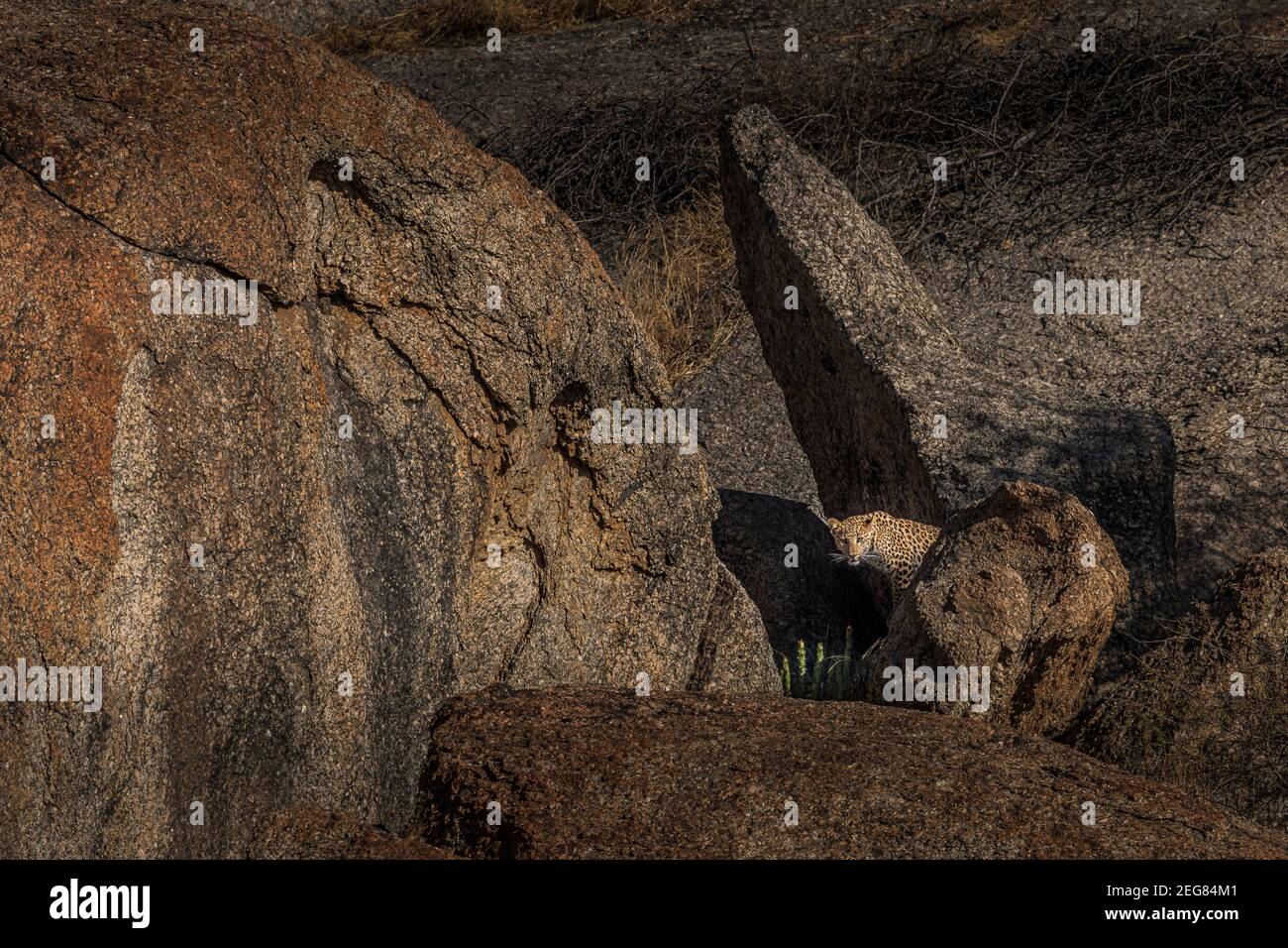 Mein Zuhause Meine Domain - Indian Leopard Stockfoto