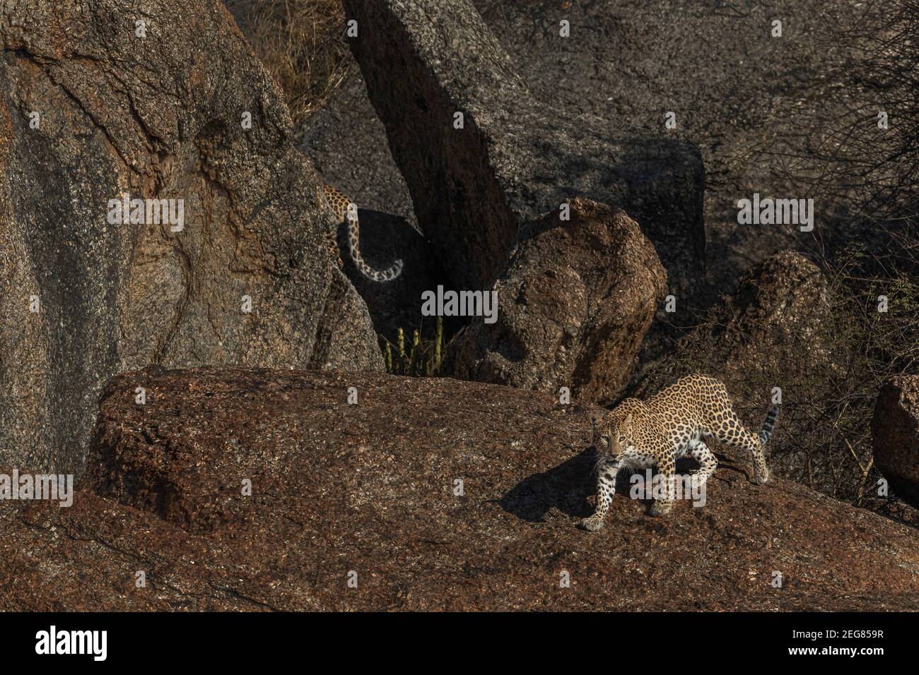 Mein Zuhause Meine Domain - Indian Leopard Stockfoto