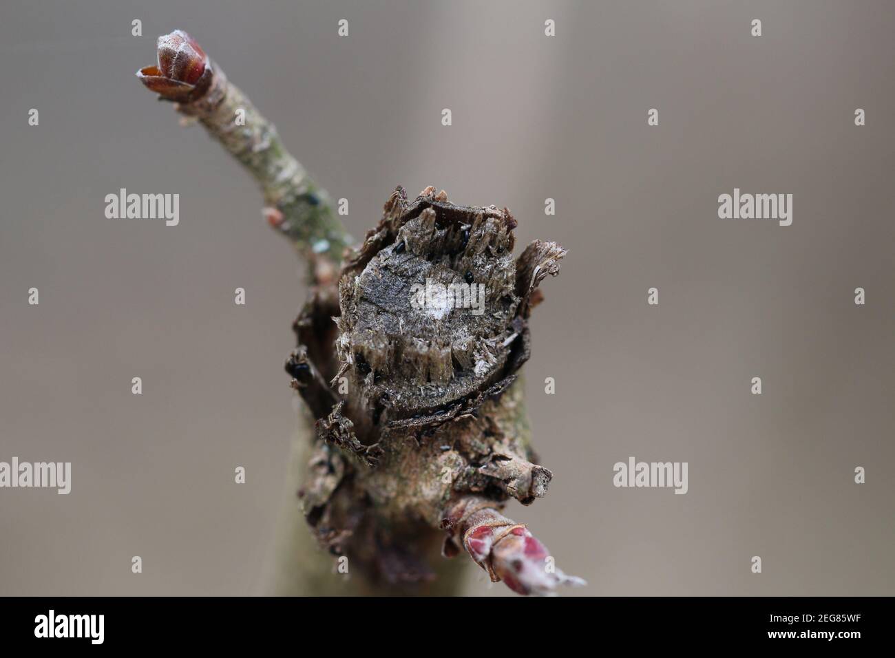Ein zerbrochener Ast in Nahaufnahme. Stockfoto