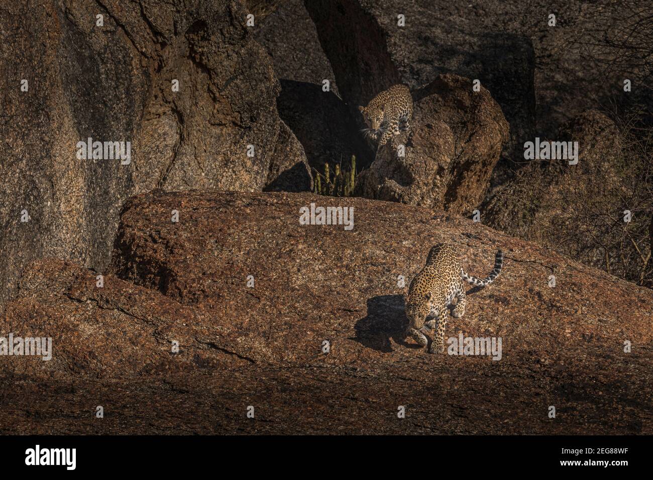 Mein Zuhause Meine Domain - Indian Leopard Stockfoto