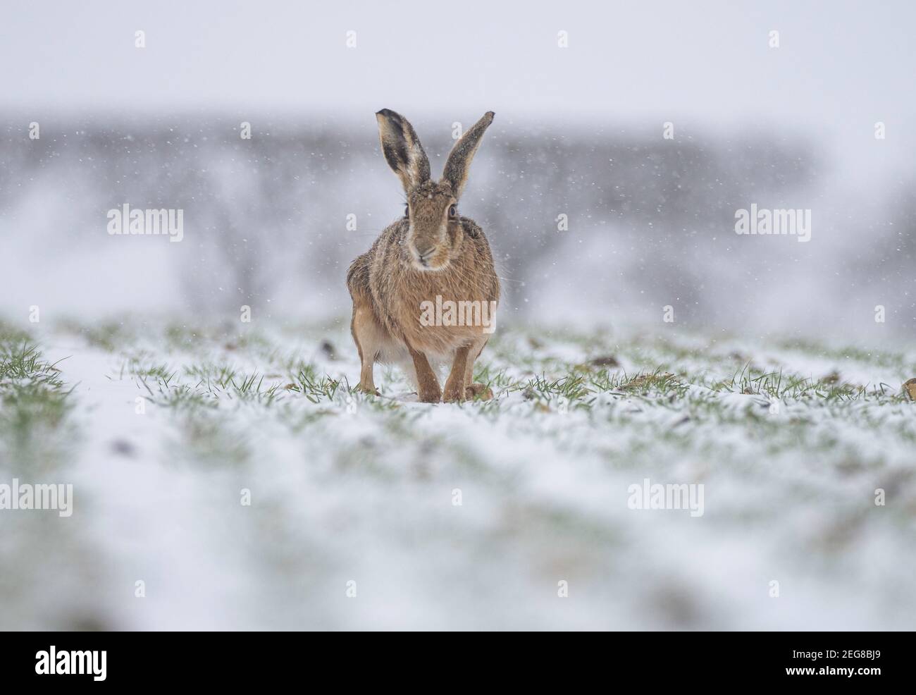 Brauner Hase im Winterschnee Stockfoto