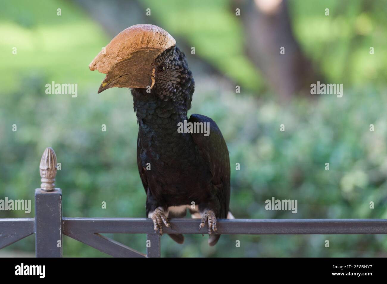 Ein männlicher schwarz-weiß-kastanierter Hornbill (Bycanistes subcylindricus), auch bekannt als grauer Hornbill, saß auf einem Balkongeländer in einem Garten, Karen, Nairobi, Kenia. Dezember 2020, 1 Stockfoto