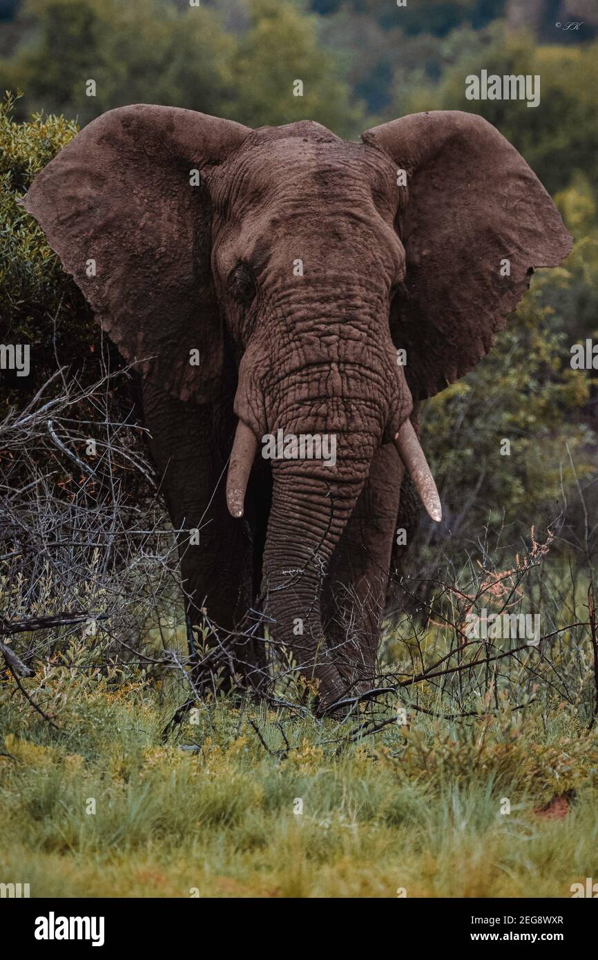 Großer männlicher afrikanischer Elefant im Pilanesberg National Park, Südafrika Stockfoto