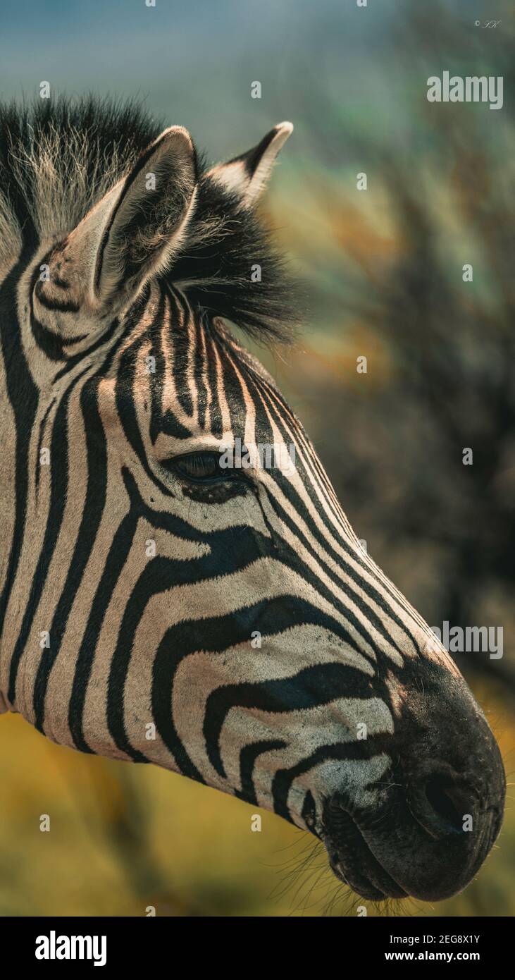 Ein Zebraporträt im Pilanesberg National Park, Südafrika Stockfoto