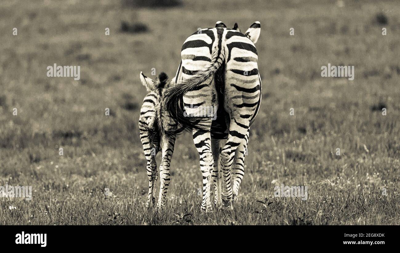 Zebrabärme. Ein Zebra mit Mutter und Baby schlendern gemeinsam über die Ebene, um grünere Weiden zu finden. Stockfoto