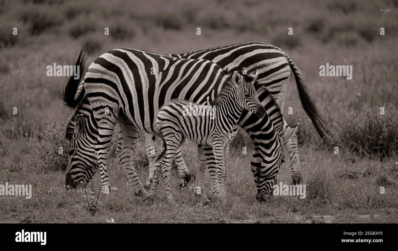 Eine Zebrafamilie grast ruhig die Flugzeuge des Pilanesberg National Park, Südafrika. Stockfoto