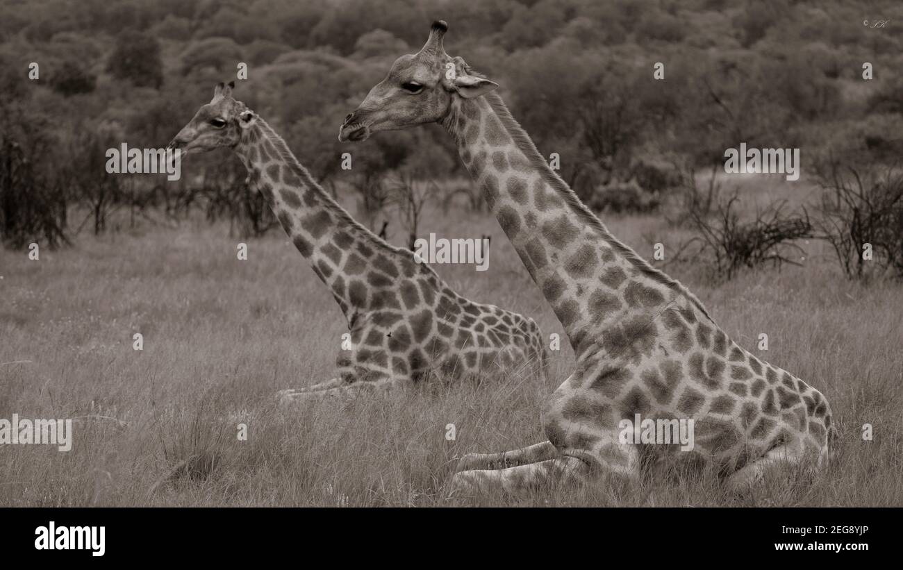 Giraffen liegen Stockfoto