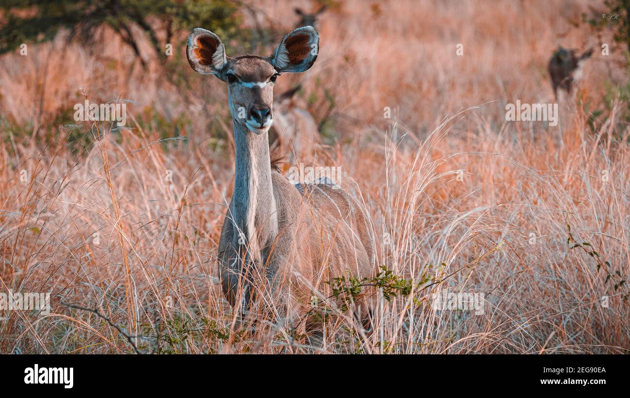 Als wir durch den Pilanesberg Nationalpark in Südafrika fuhren, trafen wir auf eine Herde wunderschöner Kudus. Stockfoto