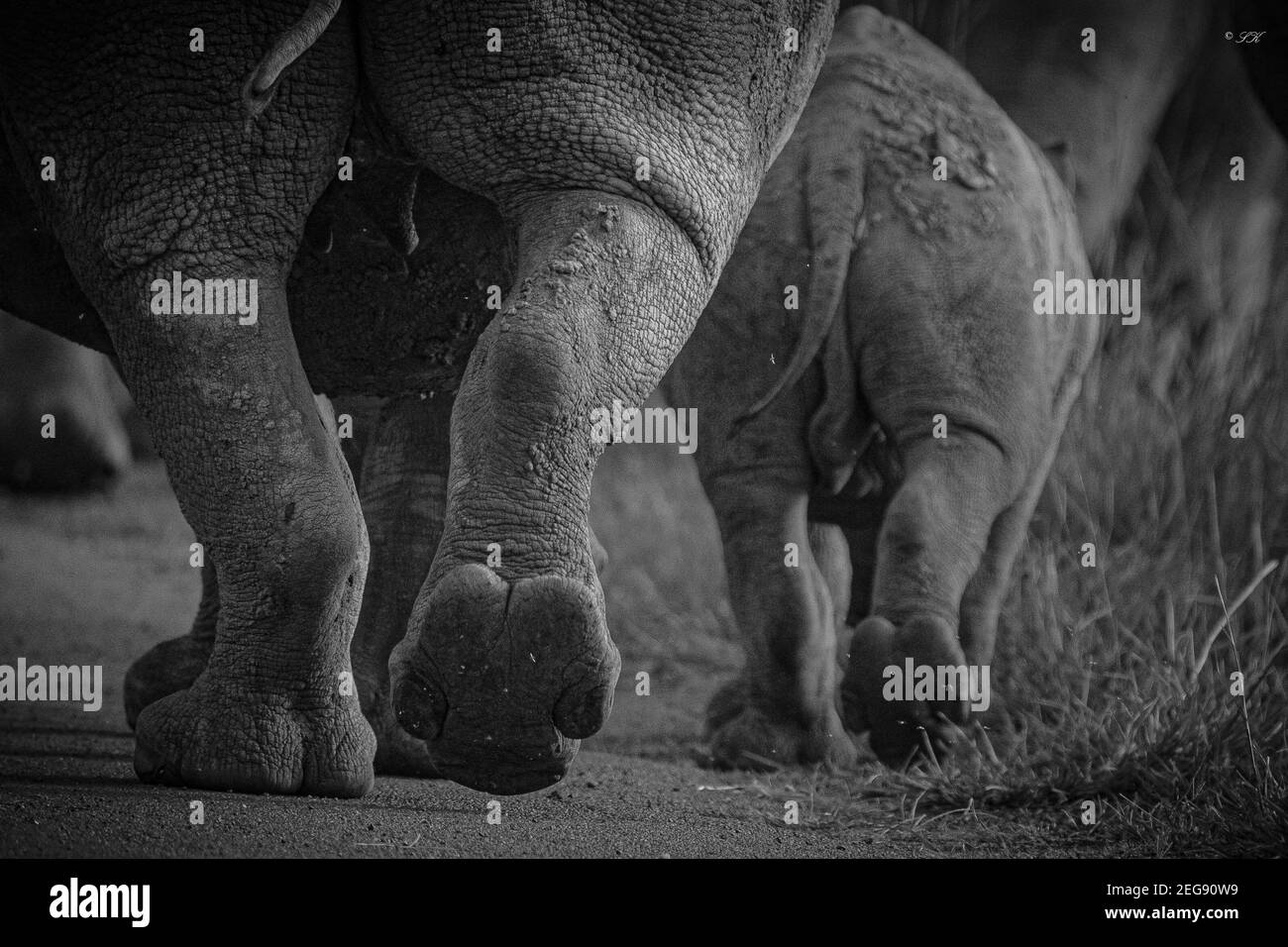 Rhino-Schritte. Eine Mutter und ihr Baby joggen in perfekter Einheit die Straße hinauf. Ein kleiner Fuß gefolgt von einem großen Fuß. Stockfoto