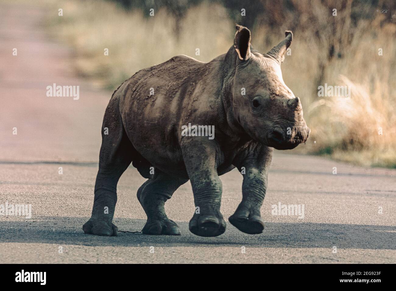 Verspieltes weißes Nashorn. Bei einer Fahrt im Pilanesberg Nationalpark trafen wir auf ein sehr verspieltes weißes Nashorn in der Mitte der Straße. Stockfoto