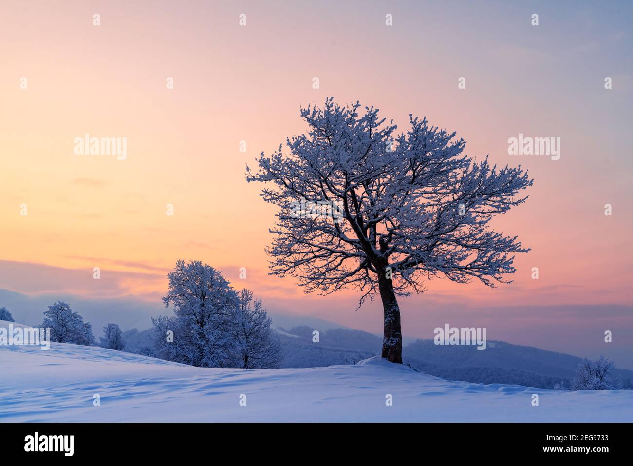 Erstaunliche Winterlandschaft mit einem einsamen verschneiten Baum auf einem Bergtal. Rosa Sonnenaufgangshimmel leuchtet auf dem Hintergrund. Landschaftsfotografie Stockfoto