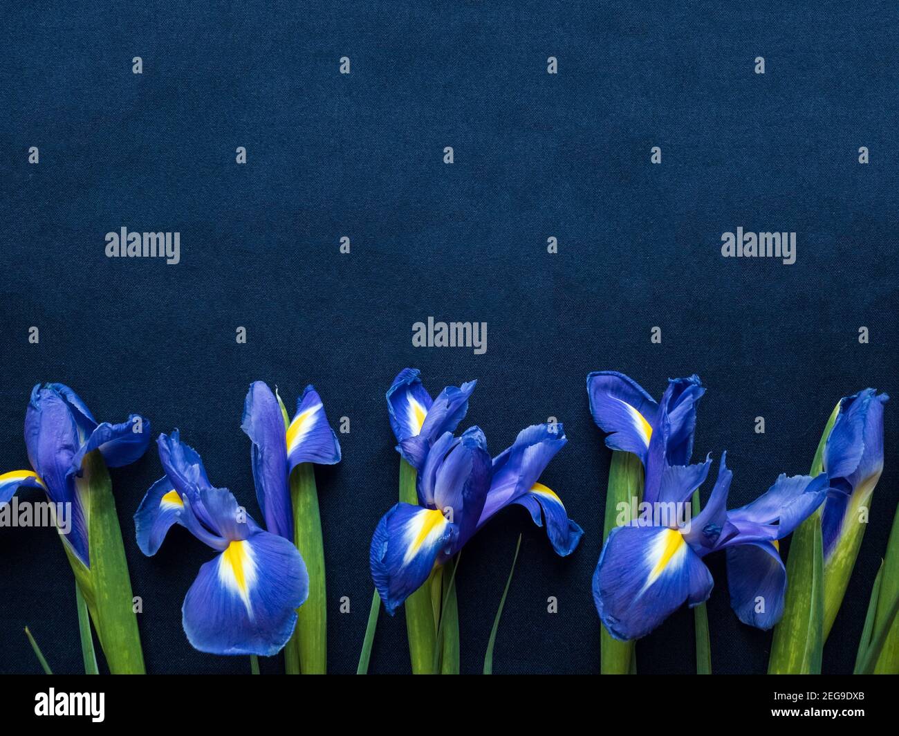 Blumenzusammensetzung. Rahmen aus Iris Blumen auf blauem Hintergrund. Valentinstag, Muttertag und Frauen Tag Konzept. Flach liegend, Draufsicht. Stockfoto