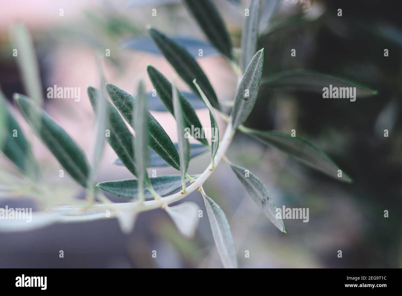 Flache Schärfentiefe Aufnahme eines Olivenbaums Mit grünen Blättern Stockfoto