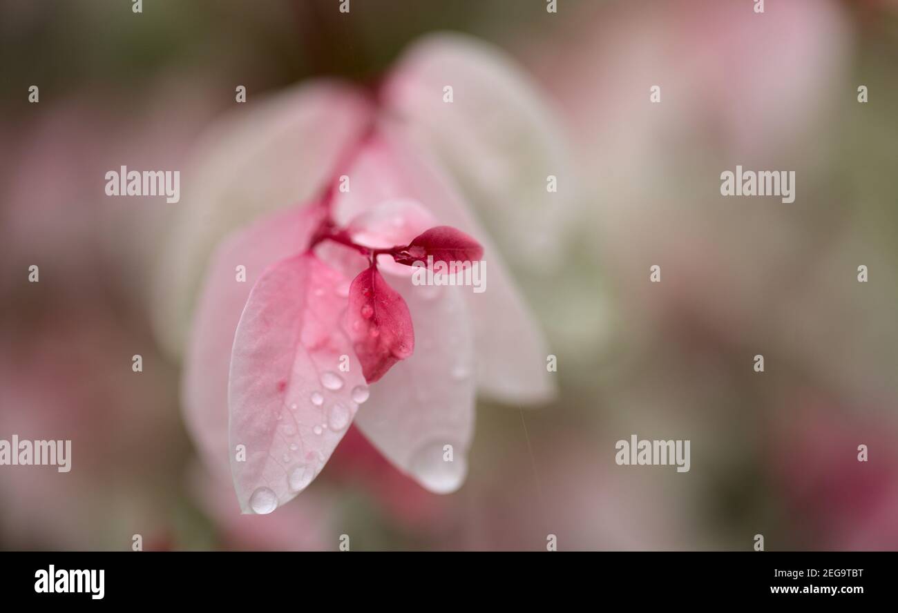 Breynia desticha ornamental Busch rosa gefärbtes Laub natürlichen floralen Makro Hintergrund Stockfoto