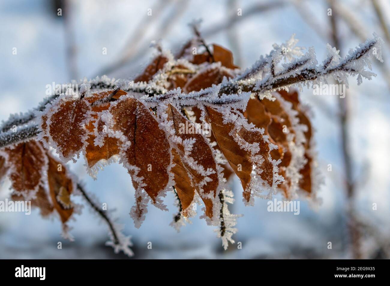 Blätter, mit Eiskristallen Stockfoto