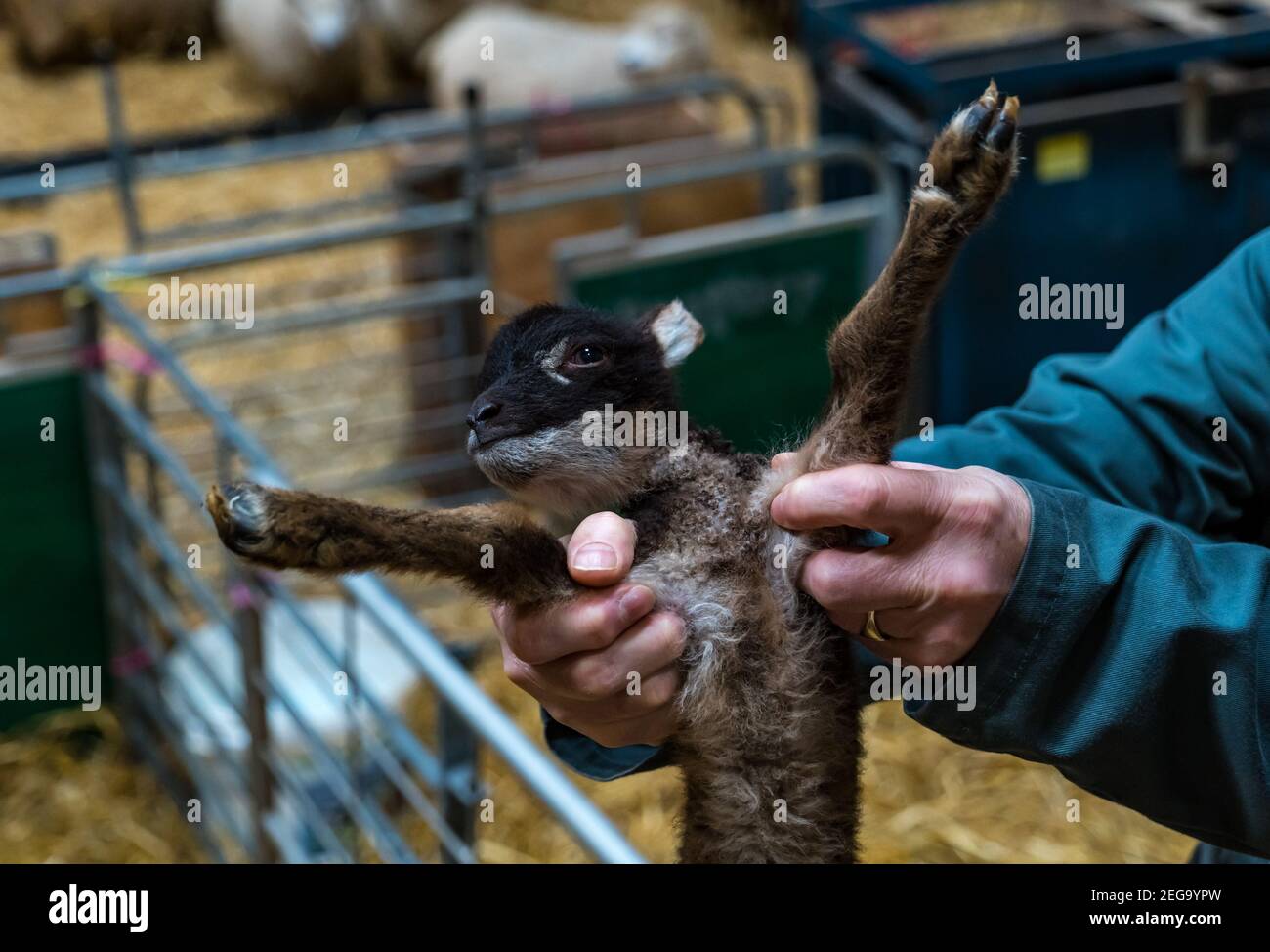 East Lothian, Schottland, Großbritannien, 18th. Februar 2021. Neugeborene Shetland Schafe Lämmer: Briggs Pure gezüchtet Shetland Lämmer pflegen Herden in East Lothian und Shetland. Tag 2 der Lambing Saison sieht die Ankunft mehr Lämmer, alle von ihnen dunkel. Im Bild: Richard Briggs hält eines der Lämmer, die vor ein paar Stunden geboren wurden Stockfoto