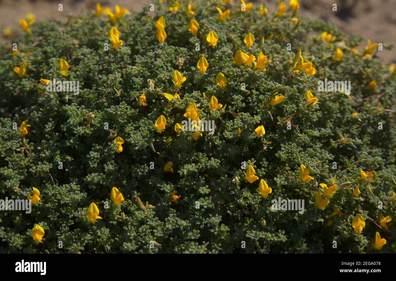 Flora von Gran Canaria - gelbe Blüten des Lotus tenellus, endemisch auf den Kanarischen Inseln Stockfoto