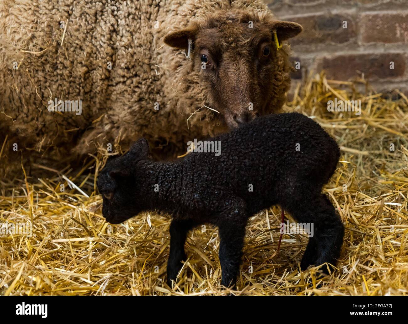 East Lothian, Schottland, Großbritannien, 18th. Februar 2021. Neugeborene Shetland Schafe Lämmer: Briggs Pure gezüchtet Shetland Lämmer pflegen Herden in East Lothian und Shetland. Tag 2 der Lambing Saison sieht die Ankunft von mehr Lämmer mit einem einzigen sehr dunklen Lamm für dieses Mutterschafe Stockfoto