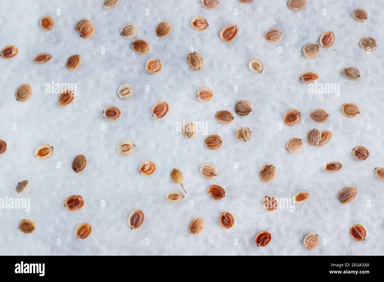 Pastinaca sativa. Keimen von Pastnip-Samen auf feuchter Küchenrolle, um die Samenlebensfähigkeit vor dem Pflanzerfolg zu testen. VEREINIGTES KÖNIGREICH Stockfoto