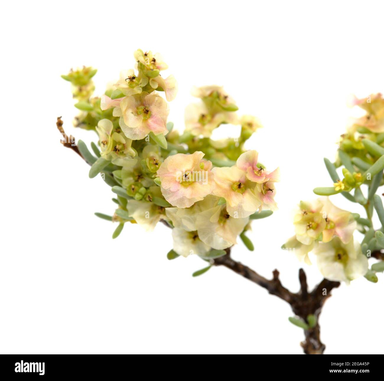Flora von Gran Canaria - Salsola divaricata Salzkraut, salztolerante Pflanze endemisch auf den Kanarischen Inseln, isoliert auf weiß Stockfoto