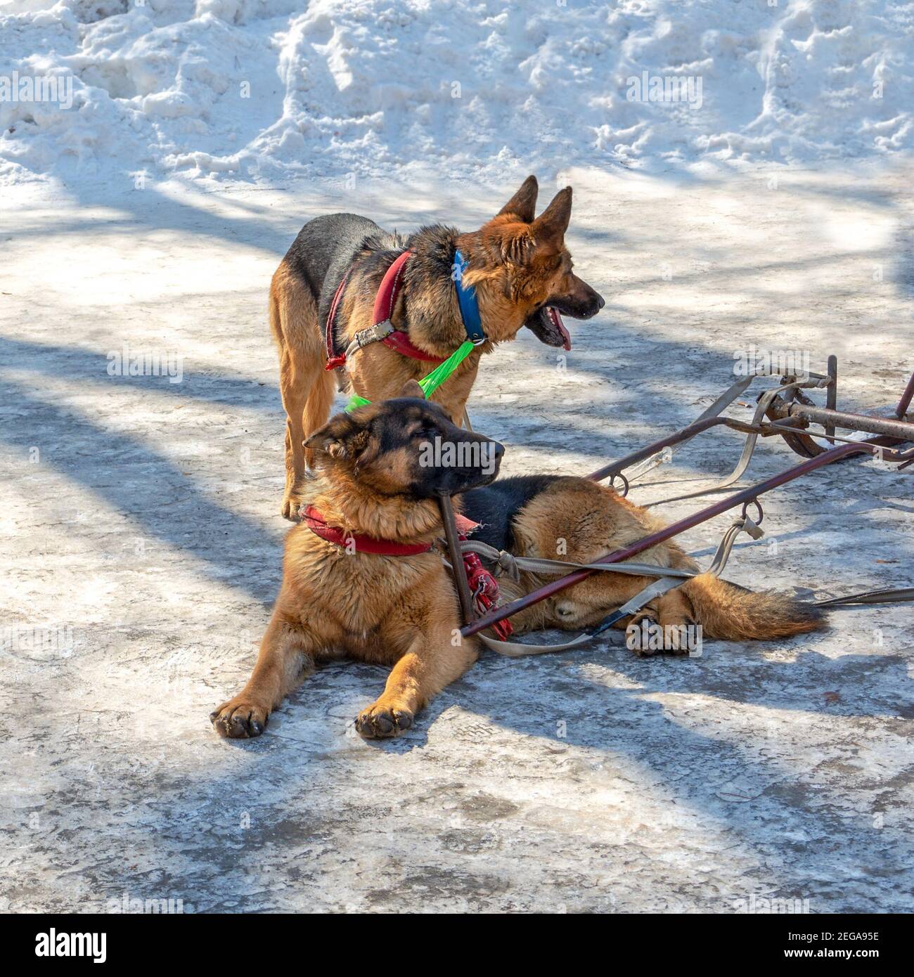 China, Jilin, Schlittenhunde machen eine Pause Stockfoto