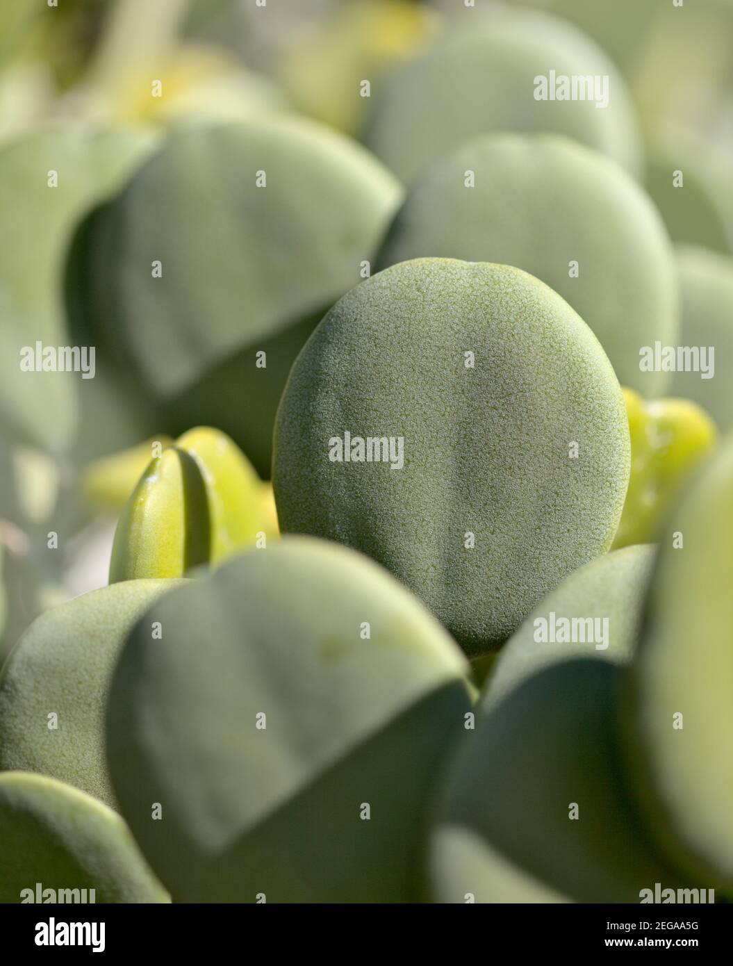 Seltsame runde Blätter der natürlichen Xerosicyos danguyi aka Silber Dollar Rebe Makro floralen Hintergrund Stockfoto