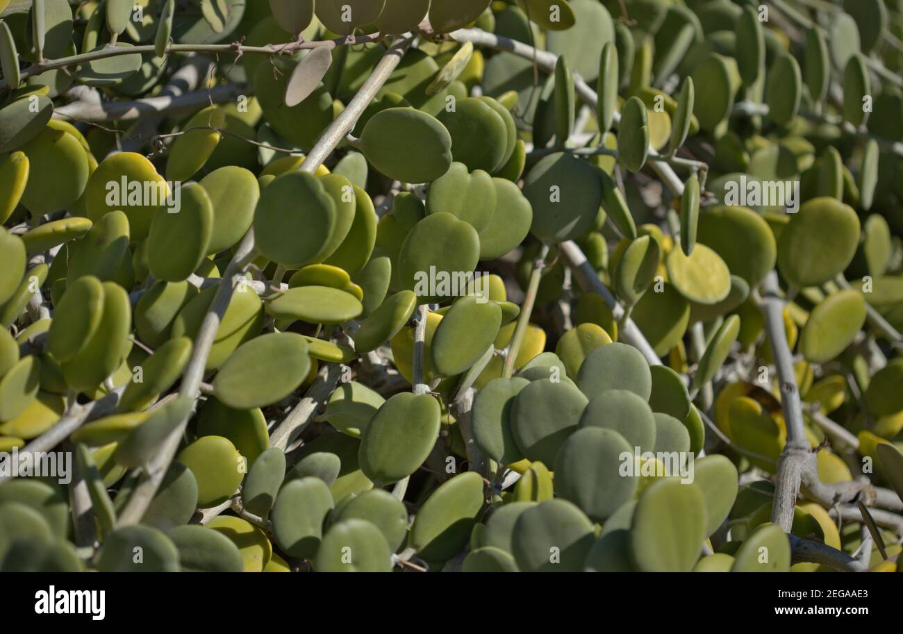Seltsame runde Blätter der natürlichen Xerosicyos danguyi aka Silber Dollar Rebe Makro floralen Hintergrund Stockfoto