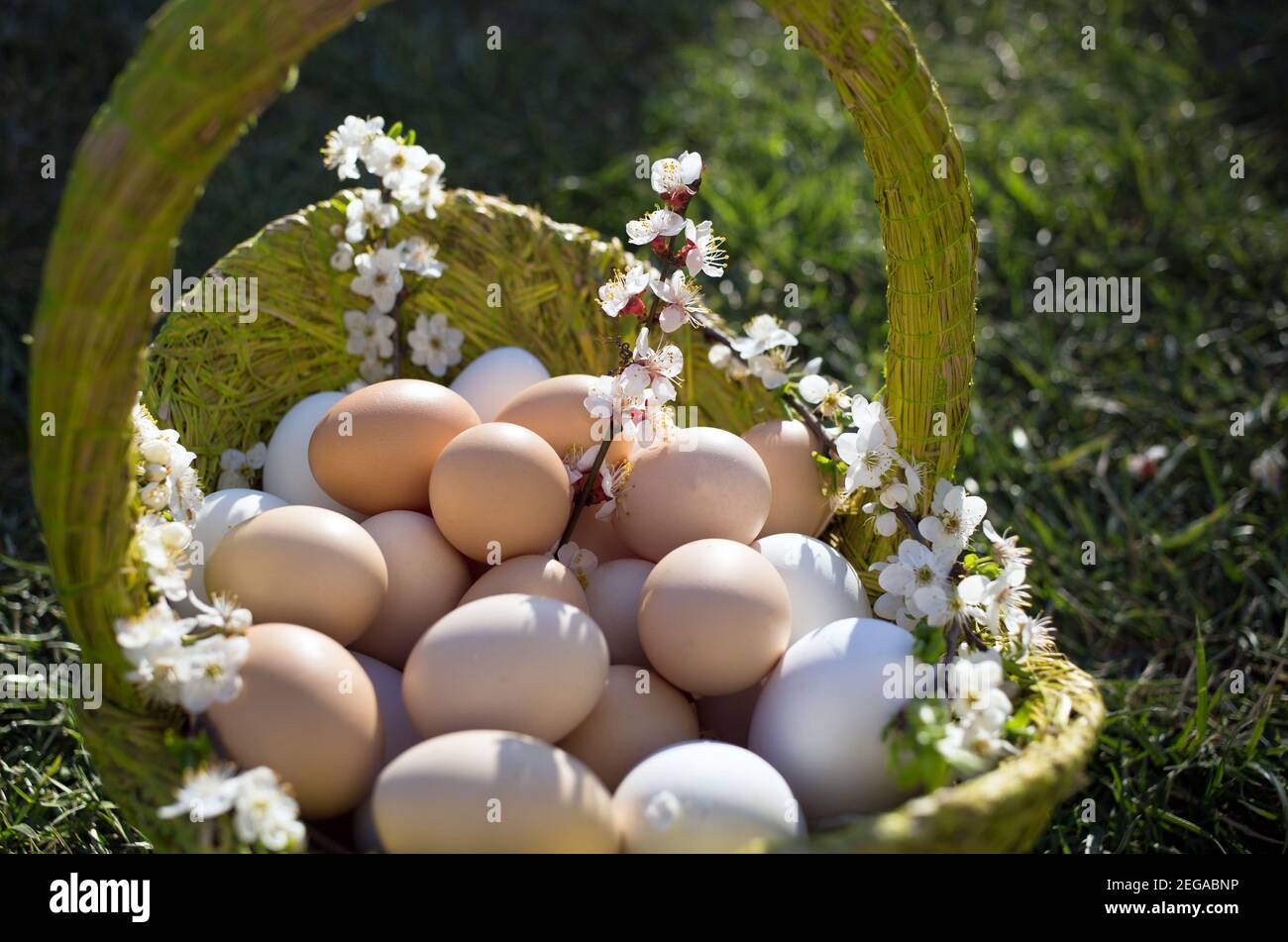 Viele weiße und beige Hühner und Gänseeier in einem grünen Korb auf dem Gras stehen. Bio-Lebensmittel auf dem Bauernhof. Vorbereitung auf Ostern. Blühender Frühling br Stockfoto