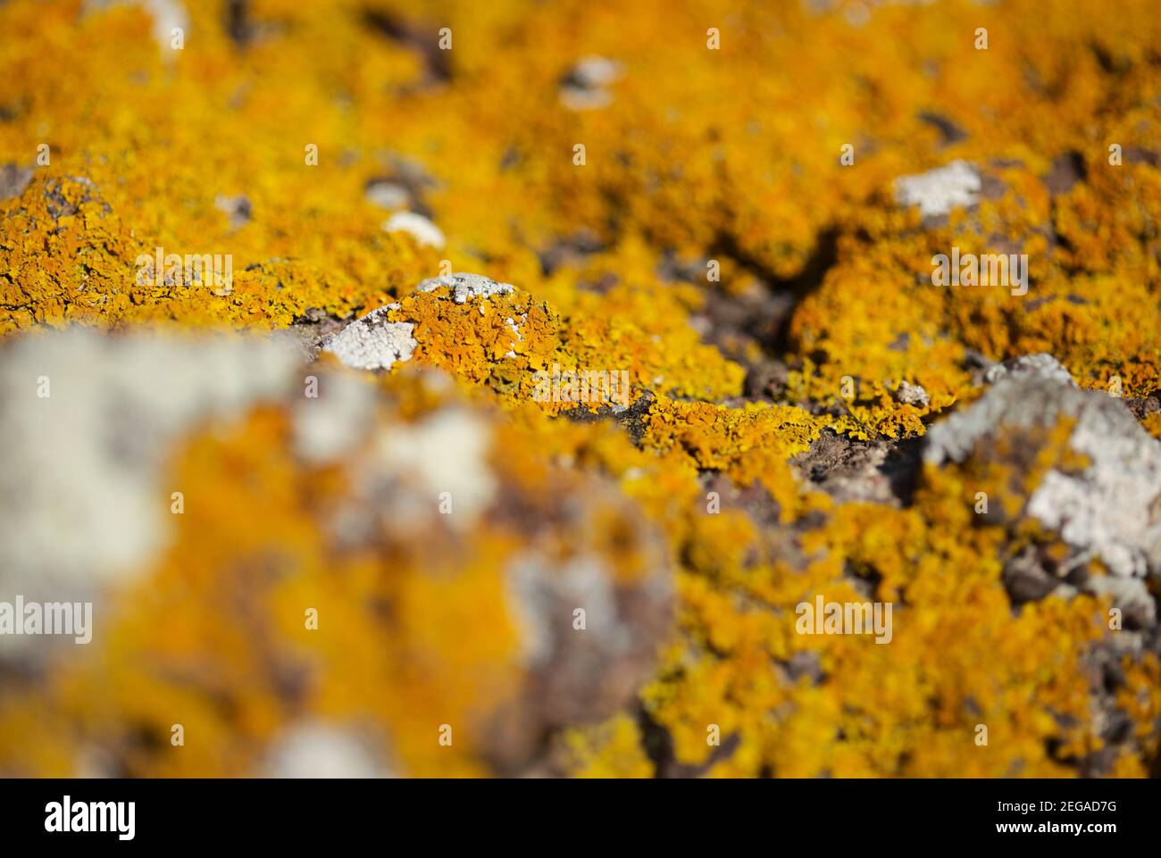 Leuchtend gelb orange Caloplaca Marina aka Orange Sea Lichen auf Felsen, revived jüngsten Regen den vegetativen Körper, natürliche Makro-Hintergrund Stockfoto