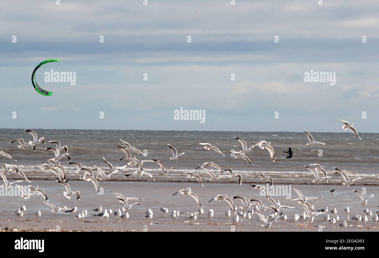 Möwen fliegen, da ein Kitesurfer am Dollymount Strand in Dublin die besten Bedingungen erfüllt, da Met Eireann eine Reihe von Statusgelben Wetterwarnungen für heute und morgen herausgegeben hat. Bilddatum: Donnerstag, 18. Februar 2021. Stockfoto