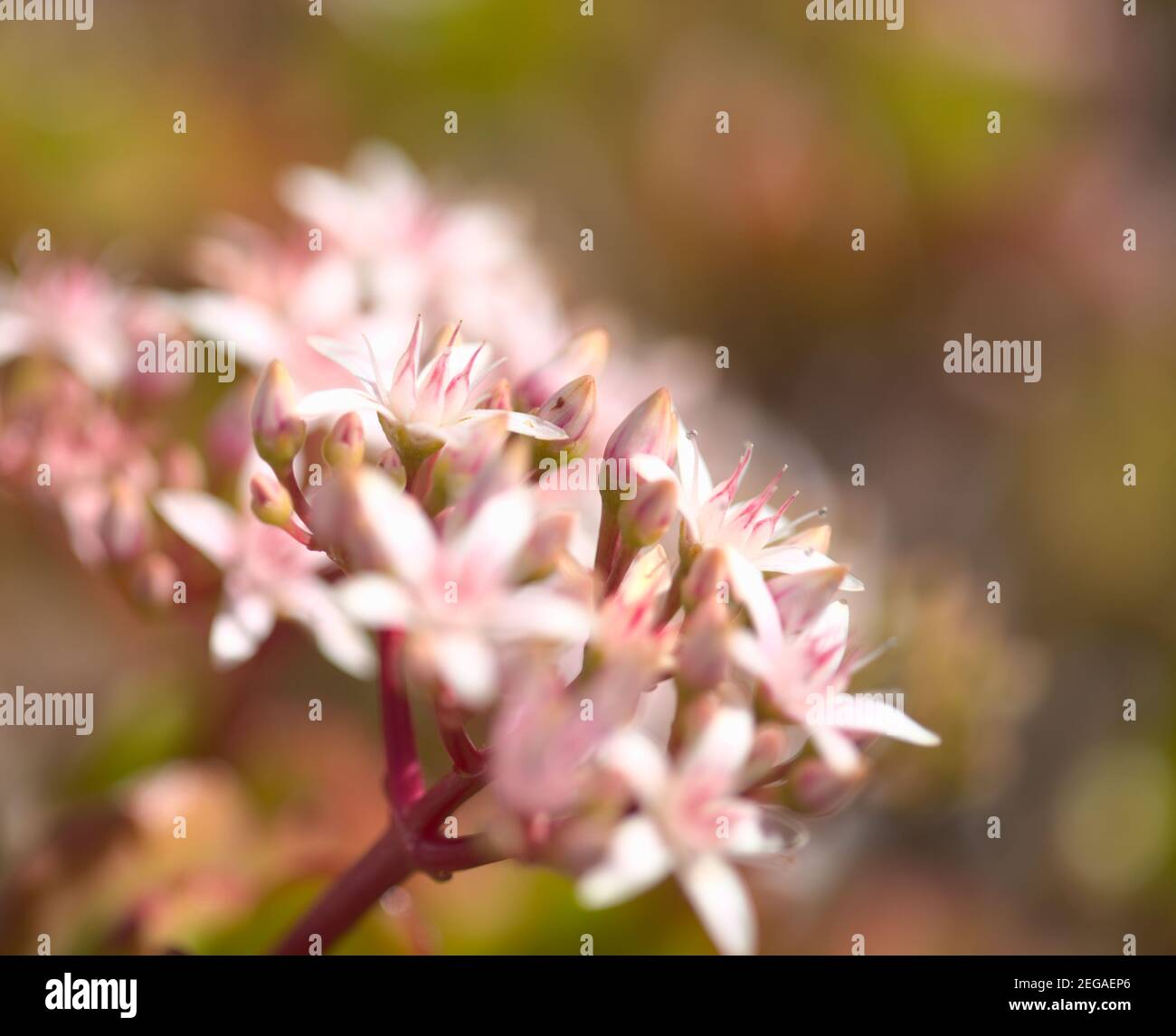 Kleine rosa und rote Blüten von Crassula ovata, Geldbaum, natürlichen floralen Hintergrund Stockfoto