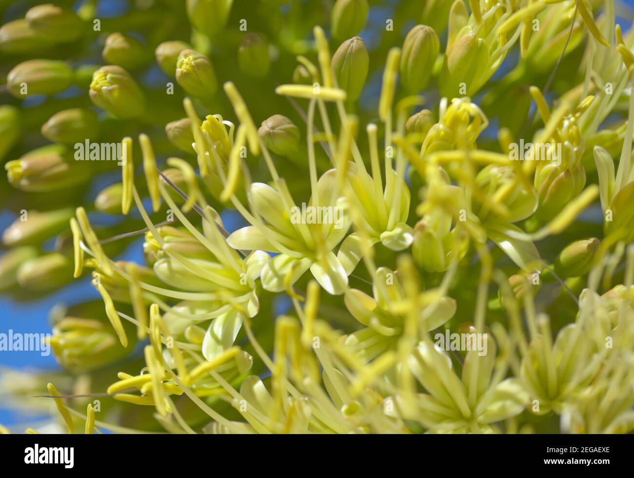 Nahaufnahme von grünen Blumen in Agave attenuata, Fuchsenschwanz Agave, natürliche Makro floralen Hintergrund Stockfoto