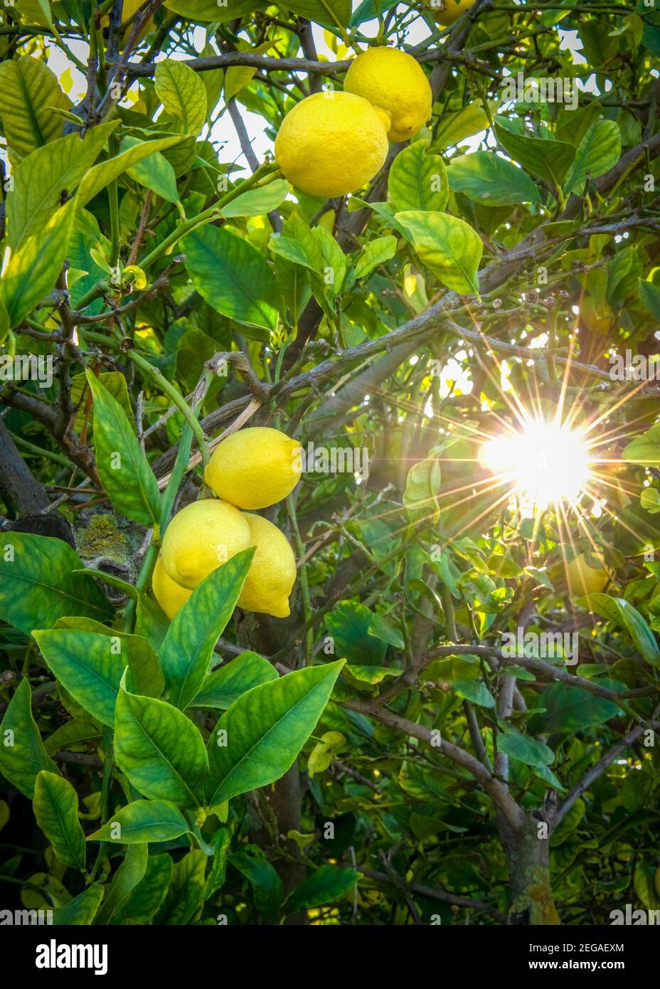 Vertikaler mediterraner Zitronenbaum mit Früchten in einem Hain, selektiver Fokus mit Sonneneinstrahlung durch den späten Abend Sonnenuntergang, aufgenommen für Hintergrund für Kopie s Stockfoto