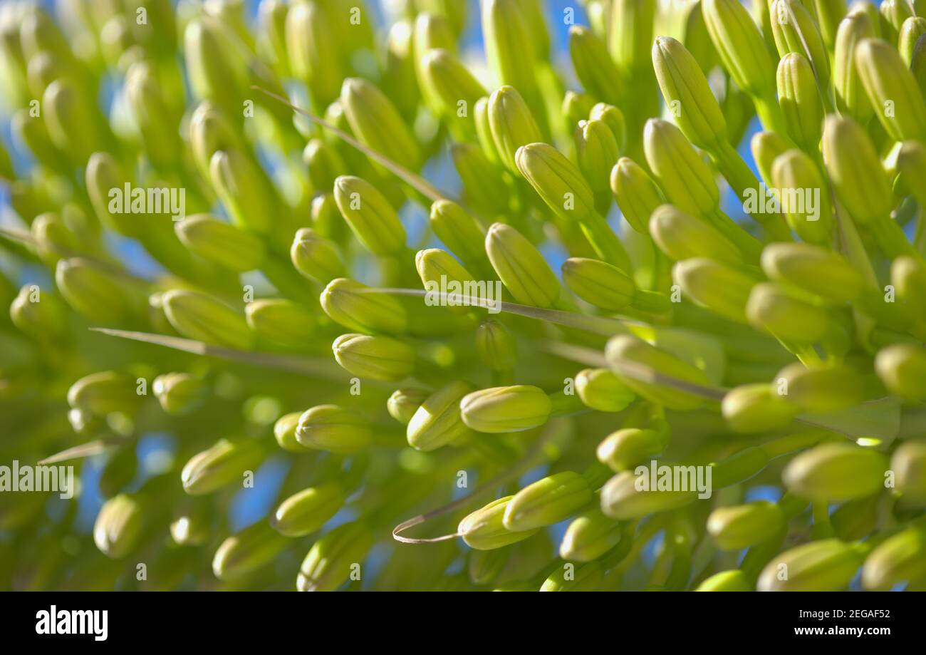 Nahaufnahme von grünen Blumen in Agave attenuata, Fuchsenschwanz Agave, natürliche Makro floralen Hintergrund Stockfoto