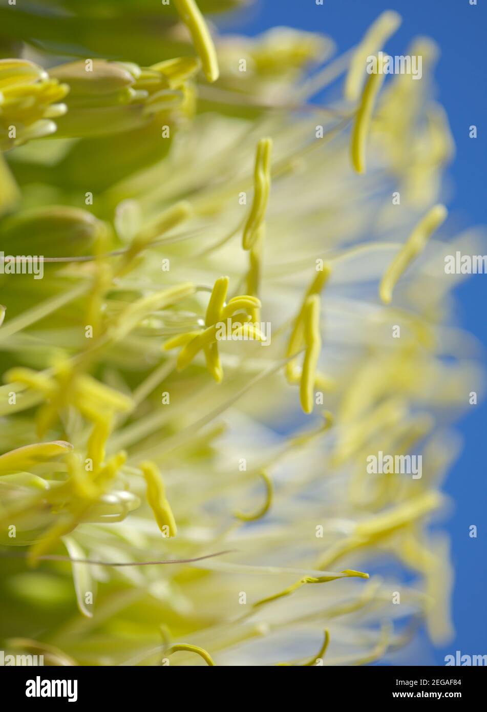 Nahaufnahme von grünen Blumen in Agave attenuata, Fuchsenschwanz Agave, natürliche Makro floralen Hintergrund Stockfoto