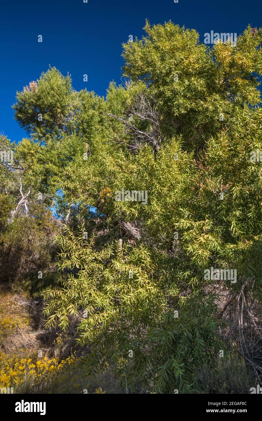 Willow Trees at Butterbredt Spring Wildlife Sanctuary, Jawbone–Butterbredt Area of Critical Environmental Concern, California, USA Stockfoto