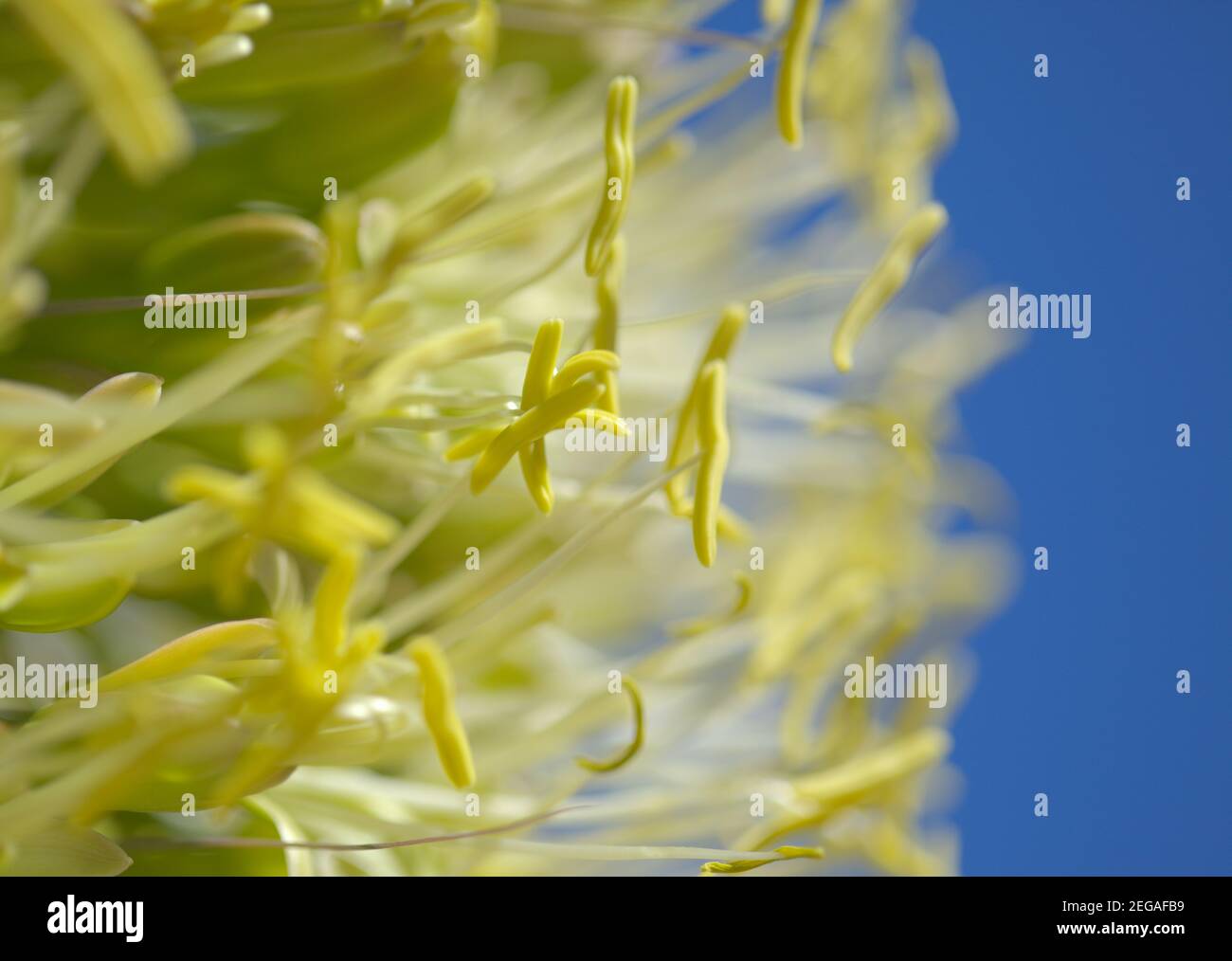 Nahaufnahme von grünen Blumen in Agave attenuata, Fuchsenschwanz Agave, natürliche Makro floralen Hintergrund Stockfoto