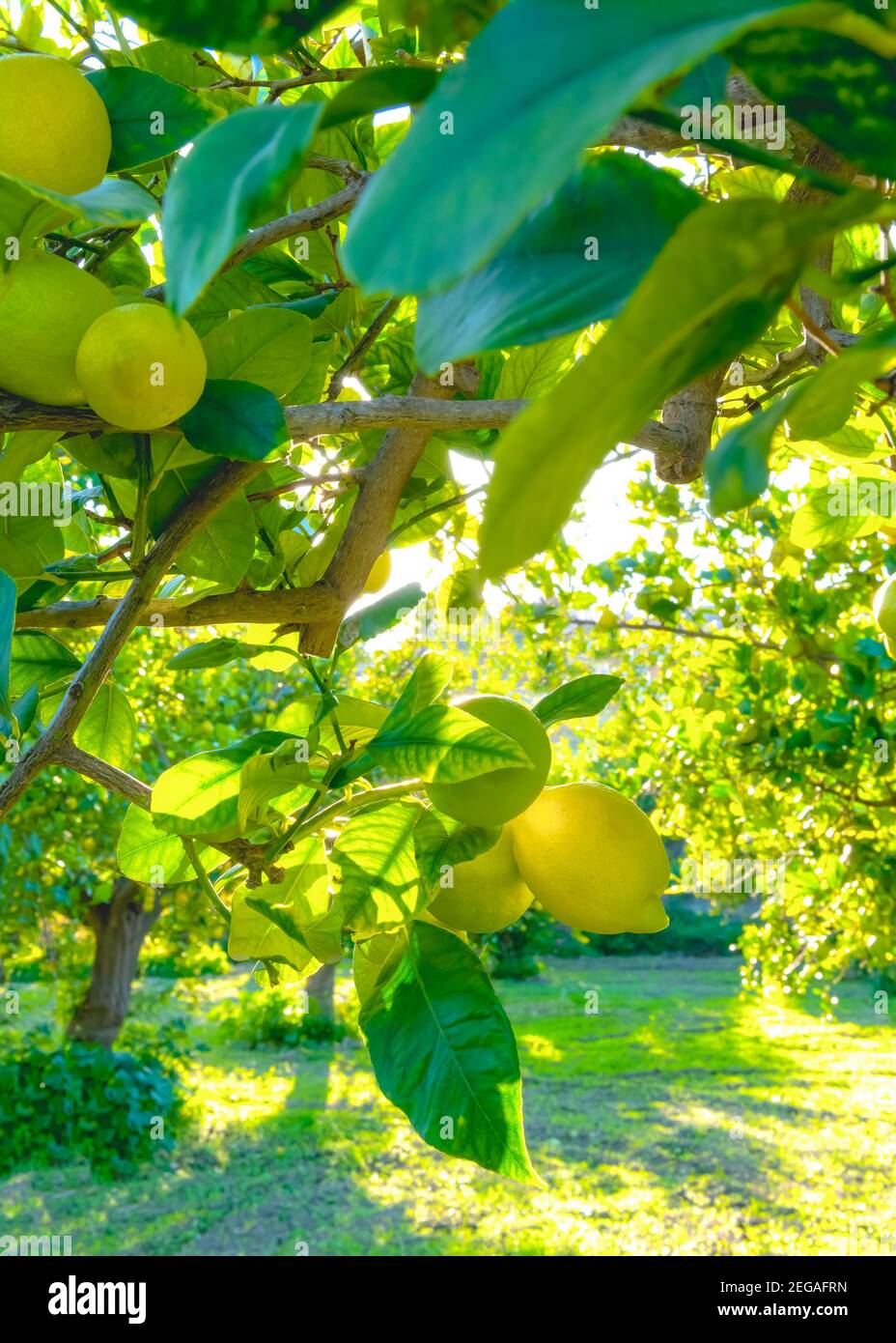Sonnige helle mediterrane Zitronenhain mit üppigen grünen Gras Laub und Obst unter Schuss für Backgrouns, Kulissen und Text über legen Stockfoto