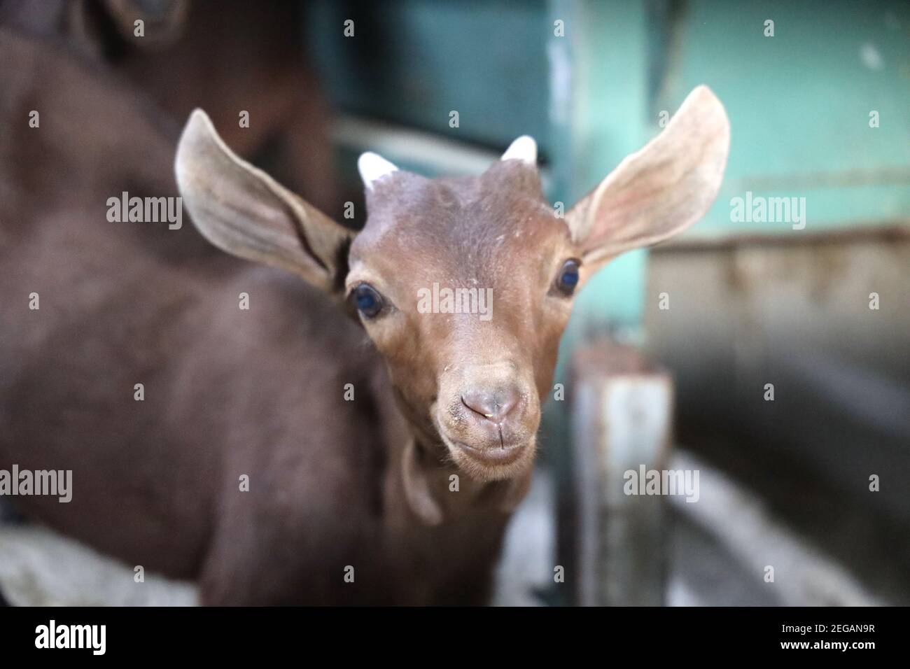 Kinder. Viehzucht von kleinen Ziegen-cabras in einer Molkerei in Los Rosales, Frailes, Andalusien. Für Milch, Käse und Fleisch gezüchtet. Traditionelles spanisches Leben. Stockfoto